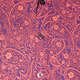 Outlined Paisley lilac, rose